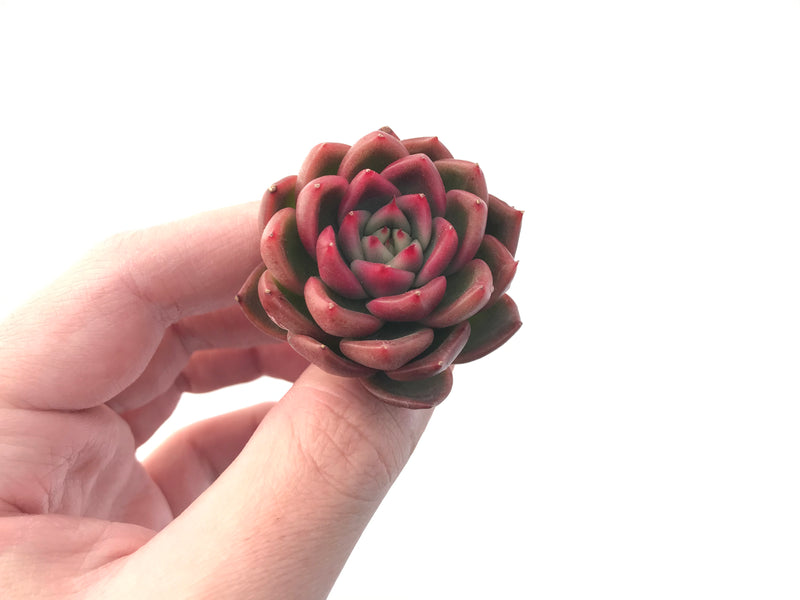 Echeveria Agavoides 'Cagliari' 1" Succulent Plant