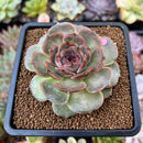 Echeveria Agavoides 'Black Coco' 3" Succulent Plant