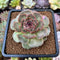 Echeveria Agavoides 'Black Coco' 3" Succulent Plant