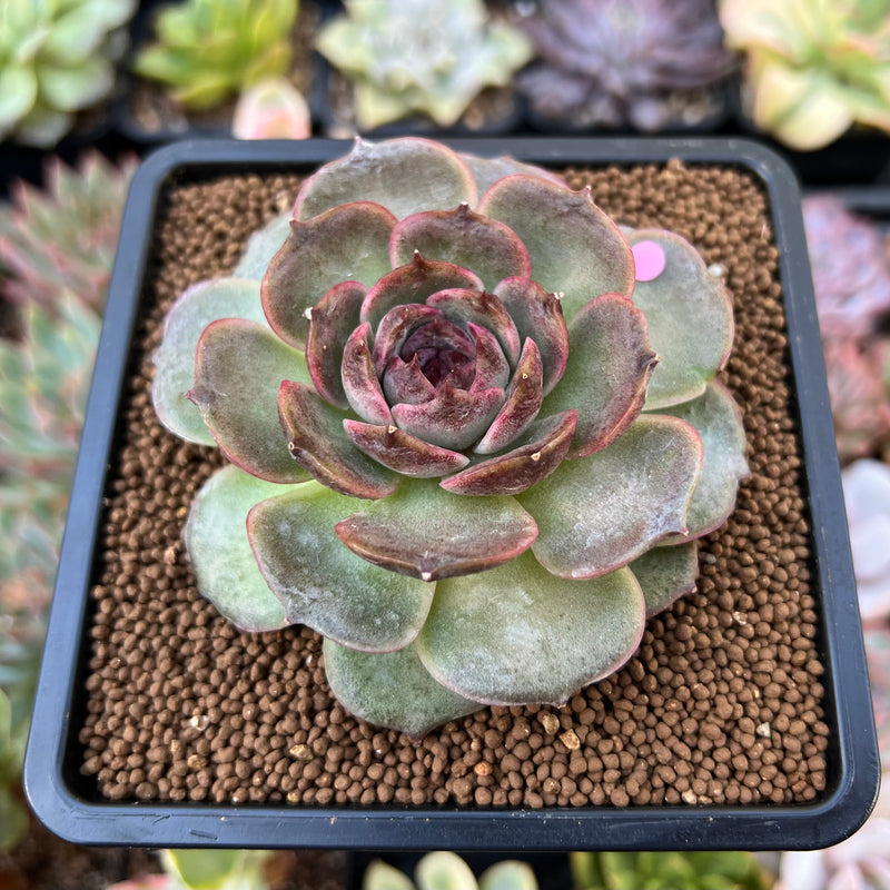 Echeveria Agavoides 'Black Coco' 3" Succulent Plant