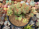 Graptosedum 'Little Beauty' 4" Cluster Succulent Plant