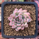 Echeveria 'Mebina' Variegated 1" Succulent Plant