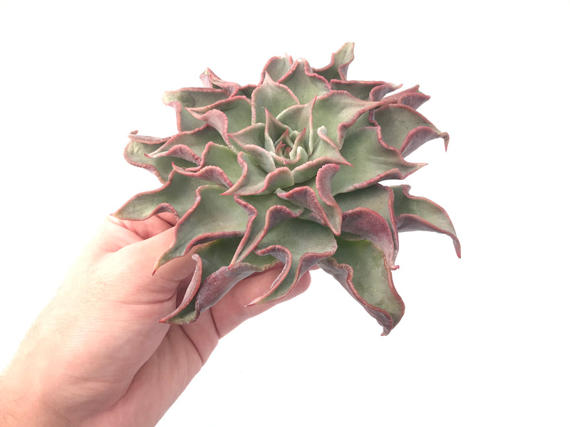 Echeveria 'Madiba' Special Form 5"-6" Rare Succulent Plant