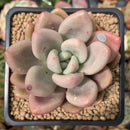 Graptoveria 'Ruby Donna' 2" Succulent Plant