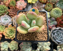 Pachyphytum 'Doctor Cornelius' 2" Succulent Plant