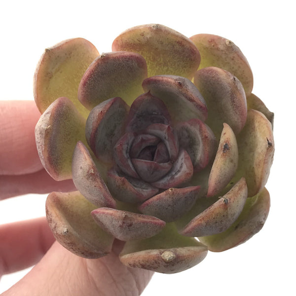 Echeveria 'Mirine' 2" Succulent Plant