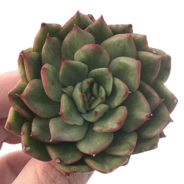 Echeveria Agavoides 'Eve' Variegated 4" Rare Succulent Plant