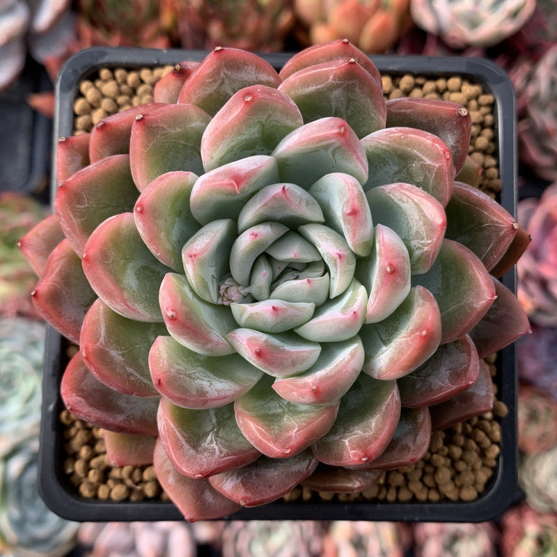 Echeveria sp. 4"  Succulent Plant