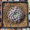 Echeveria 'Chung-ha' 2" Succulent Plant