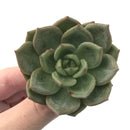 Echeveria 'Monroe Chanel' New Hybrid 3" Succulent Plant