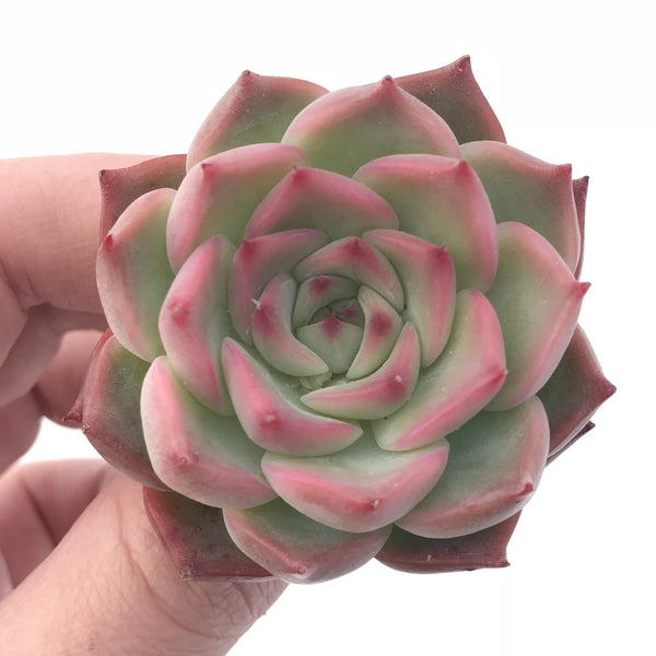 Echeveria Estrella 2” Rare Succulent Plant