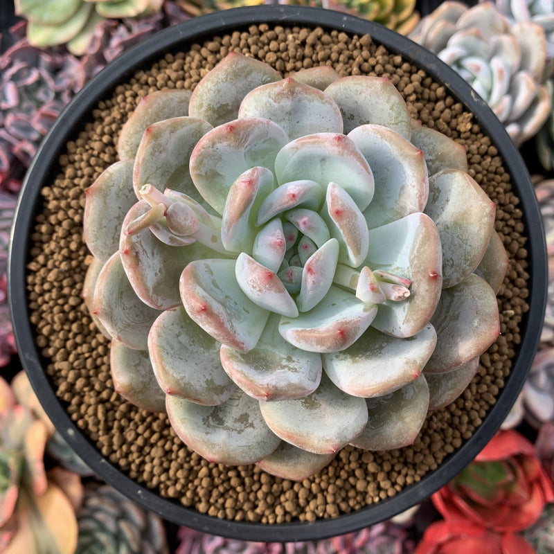 Echeveria 'Orange Monroe' 4” Powdery Succulent Plant