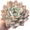 Echeveria 'Orange Monroe' 5" Large Powdery Succulent Plant