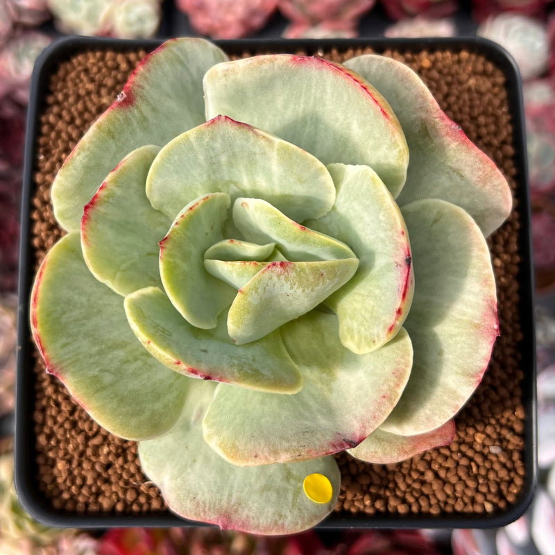 Echeveria ‘Mocha’ Variegated 4" Succulent Plant