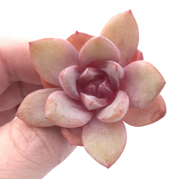 Echeveria German Champagne Seedling 1” Rare Succulent Plant