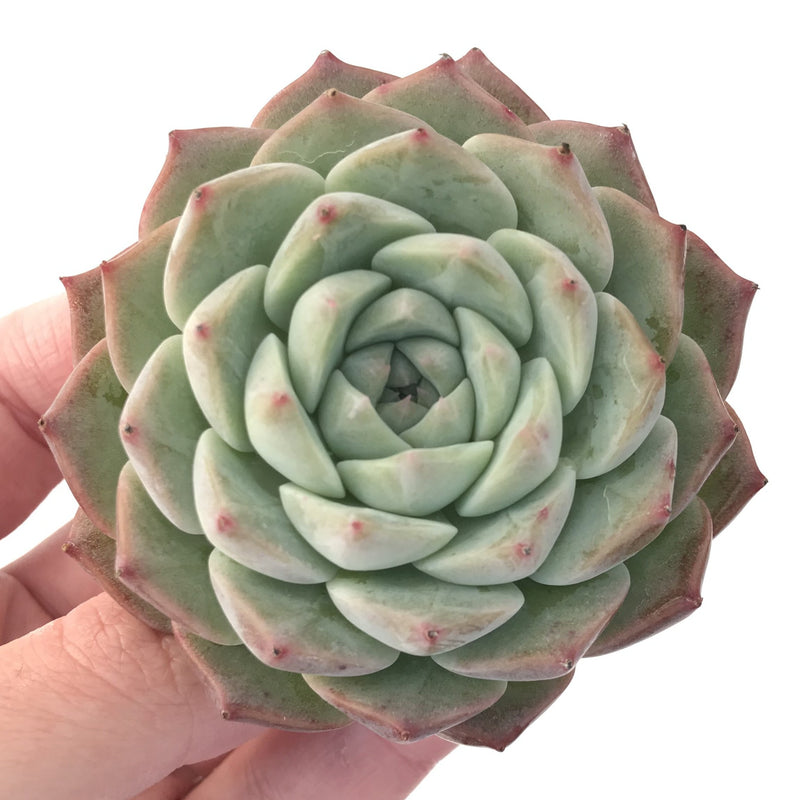 Echeveria 'Helena' 3" Hybrid Succulent Plant