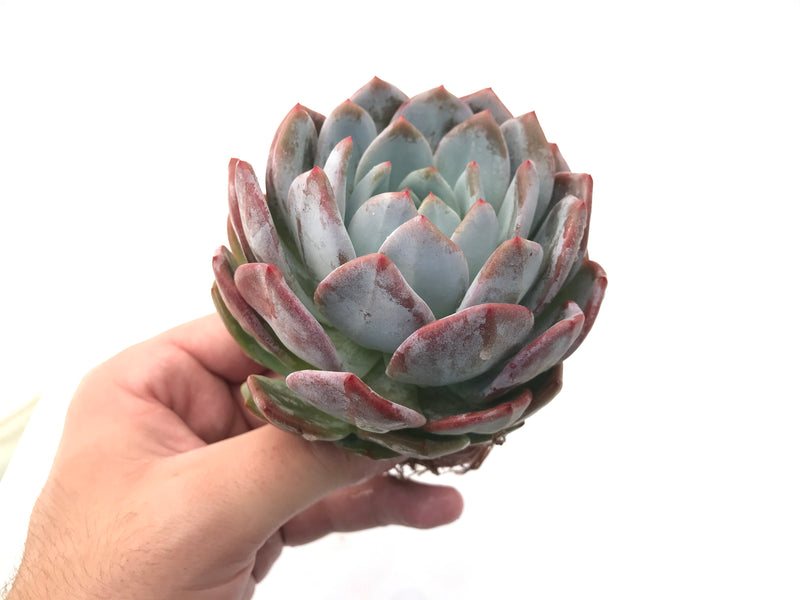 Echeveria 'Laui x lindsayana' Large 4"-5" Rare Succulent Plant