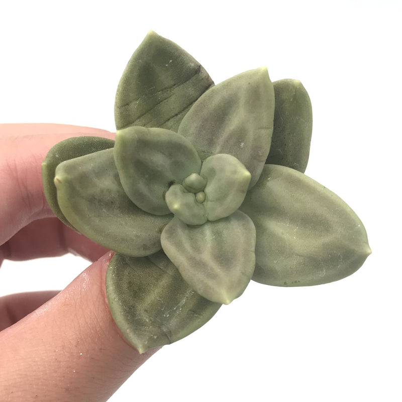 Echeveria 'Xichuensis' 3" Rare Succulent Plant