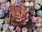 Echeveria Agavoides 'Fire Pillar' 2"-3" Succulent Plant