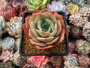 Echeveria 'White Snow' 3" Succulent Plant