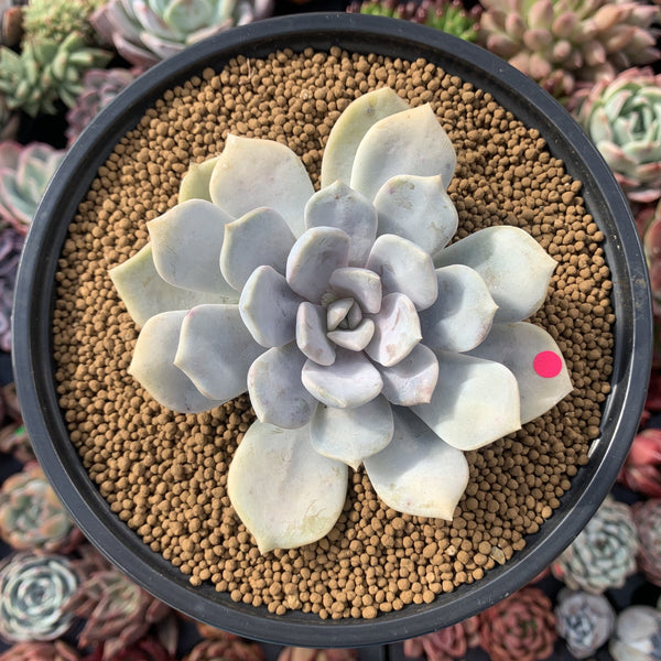 Echeveria 'Tiramisu' 3" Powdery Succulent Plant