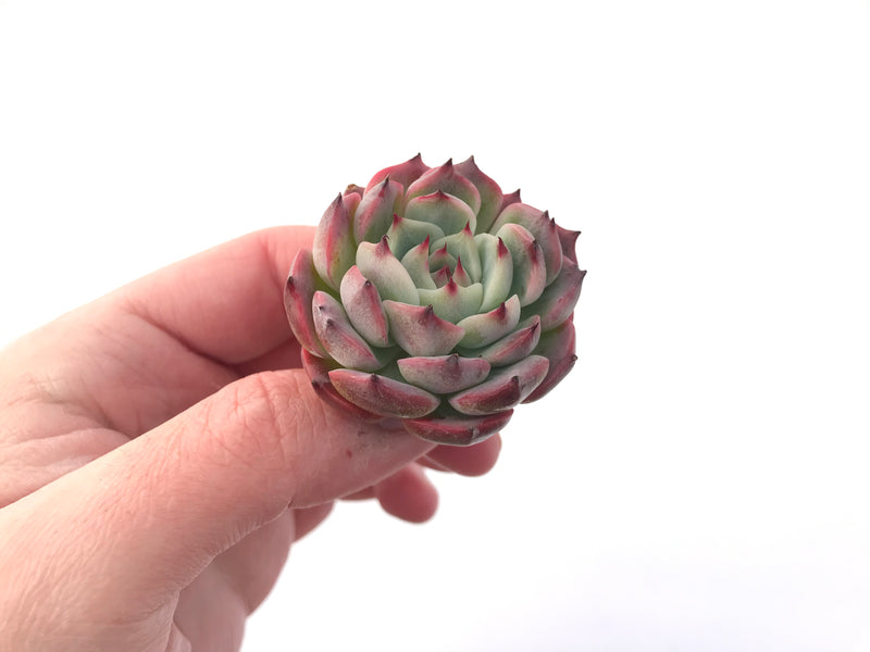 Echeveria sp. 3" Succulent Plant