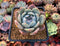 Echeveria 'Orange Monroe' 2" Powdery Succulent Plant