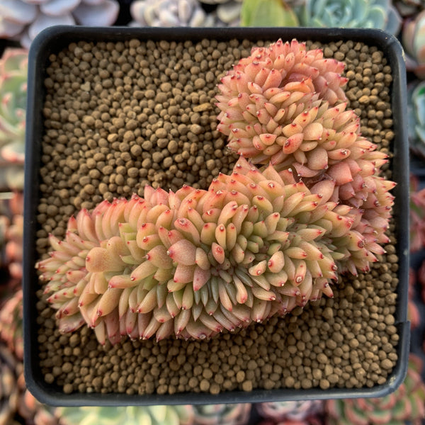 Echeveria Agavoides 'Gilva' Crested 4" Succulent Plant