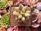 Pachyphytum 'Compactum' 1"-2" Succulent Plant