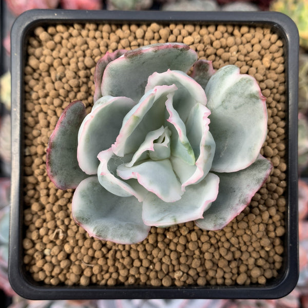 Echeveria 'Berkley Light' Variegated 2” Succulent Plant