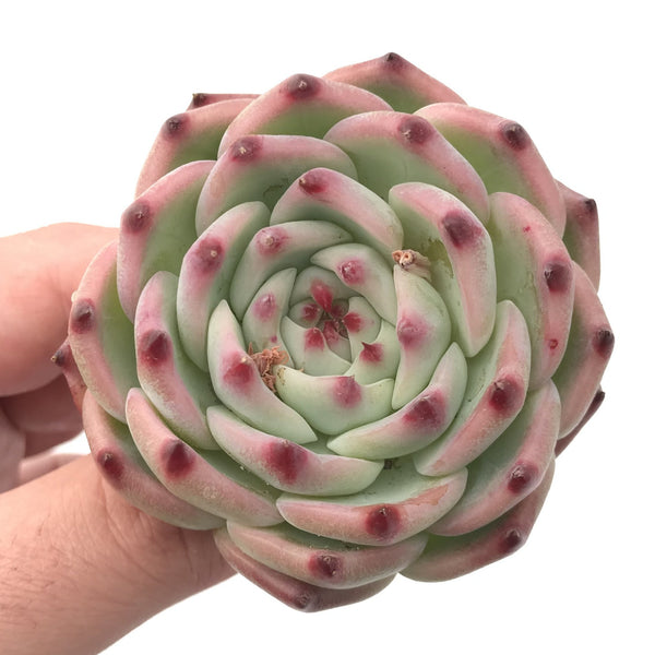 Echeveria 'Chihuahuaensis' 2"-3” Rare Succulent Plant