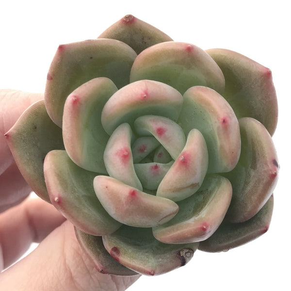 Echeveria 'Monroe Chanel' 2" Succulent Plant