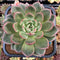 Echeveria 'White Champaign' 6" Extra LARGE Succulent Plant