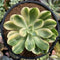 Pachyveria cv. 'Worthy one' Variegated 4" Succulent Plant