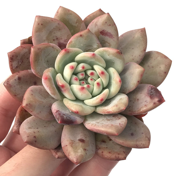 Echeveria 'Ariel' 4" Succulent Plant