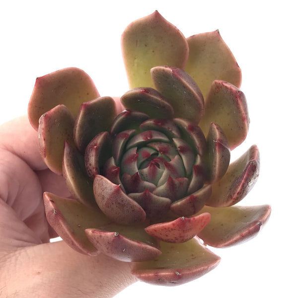 Echeveria Agavoides 'Santa Lewis' 3" Succulent Plant