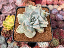 Graptoveria 'Harry Watson' Mutated 3" Succulent Plant