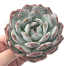 Echeveria 'Orange Monroe' 4" Powdery Succulent Plant