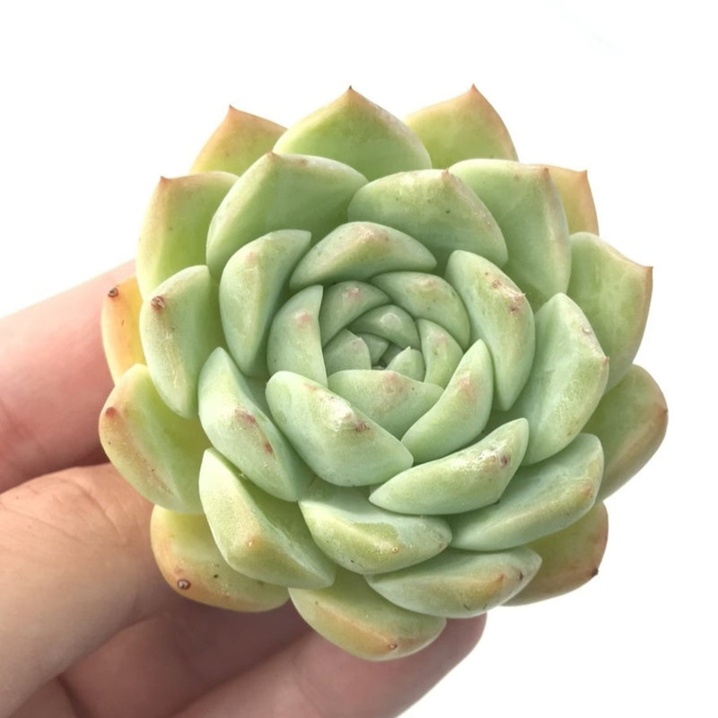 Echeveria 'Helena' 3” Rare Succulent Plant