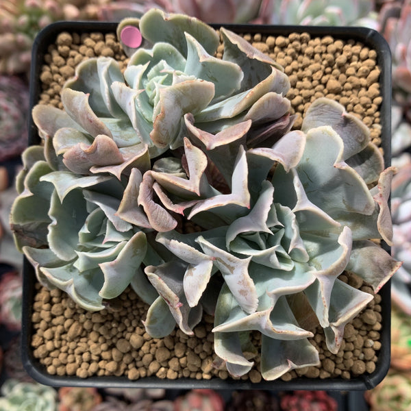 Echeveria 'Desert Star' 4"-5" Cluster Succulent Plant