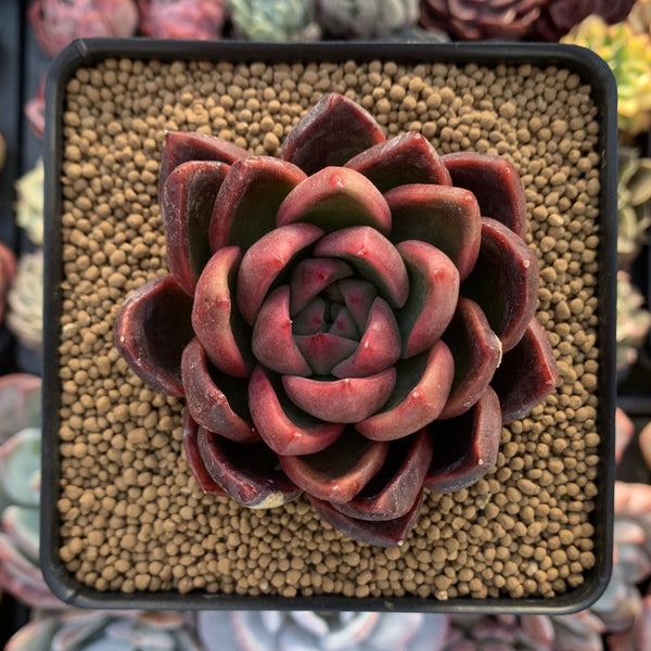 Echeveria Agavoides 'Abaresque' 3" Succulent Plant