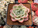 Echeveria 'Amabile' 2"-3" Succulent Plant