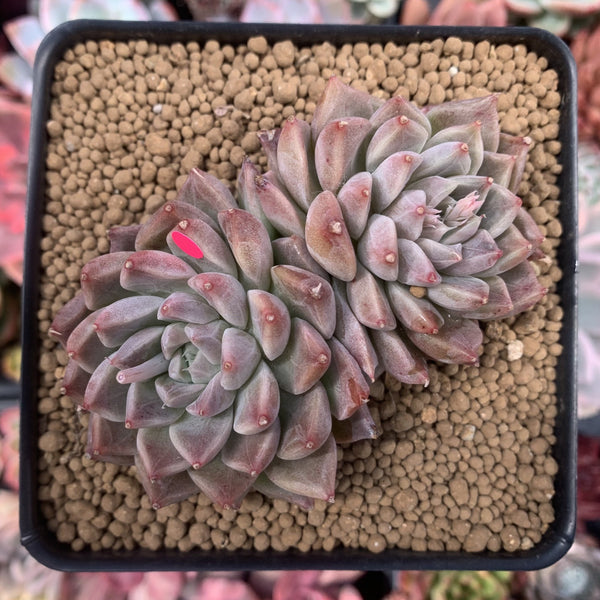 Echeveria 'Moiré' 3-4" Cluster Powdery Succulent Plant