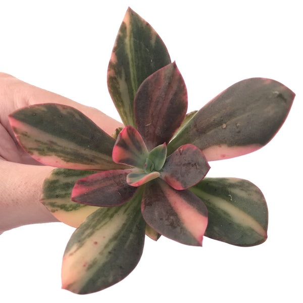 Echeveria 'Hanaikada' Variegated 3" Succulent Plant