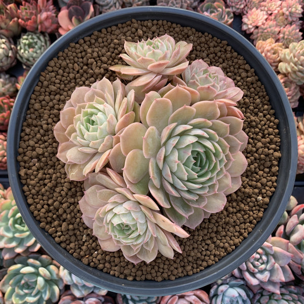 Echeveria 'Onslow' Extra Large Cluster 6"+ Succulent Plant