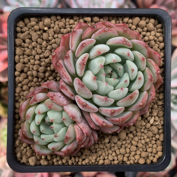 Echeveria 'Aaron' Cluster 2” Succulent Plant