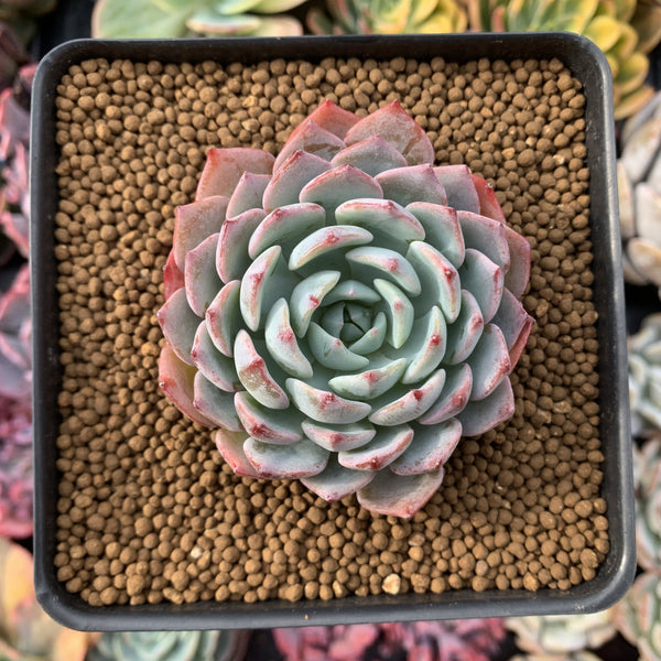 Echeveria 'Shirlyn' 2"-3" Succulent Plant