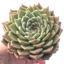 Echeveria Agavoides 'Rajoya' 5” Succulent Plant