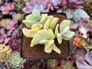 Sedum Allantoides 'Banana Beauty' 3" Cluster Succulent Plant