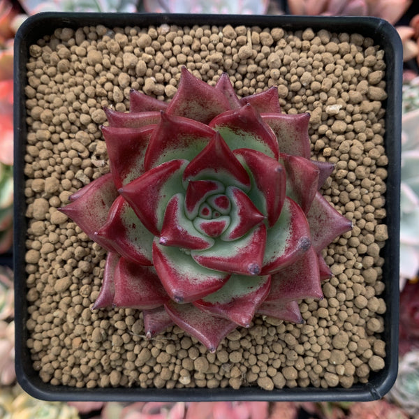 Echeveria Agavoides 'Red Ebony' 3" Succulent Plant